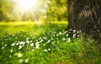 Tiny Little White Flowers