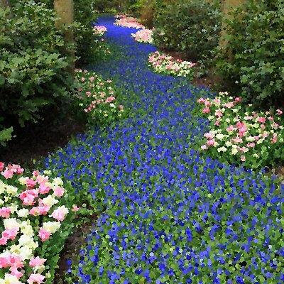 Tranquil Flower Path