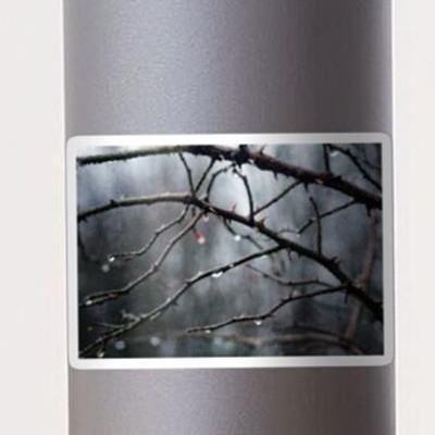 Waterdrops on Bare Branches