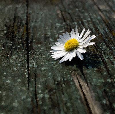 White Daisy on Wood Deck