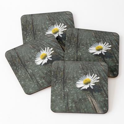 White Daisy on Wood Deck