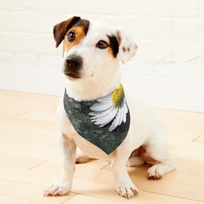 White Daisy on Wood Deck