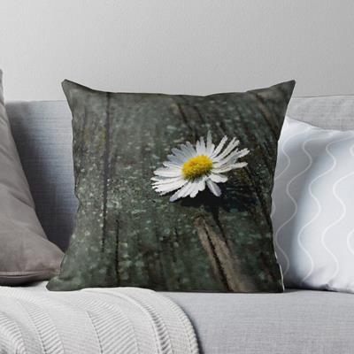 White Daisy on Wood Deck