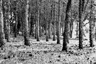 Woods in Black and White