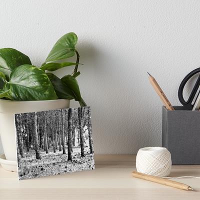 Woods in Black and White